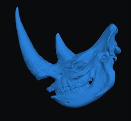 Animal Skulls Rhino Wall Mount   