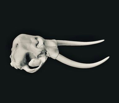 Gift Box Animal Skull Charms Elephant Wall