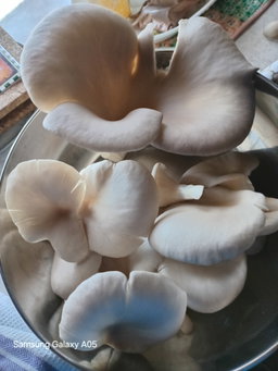 Fungi