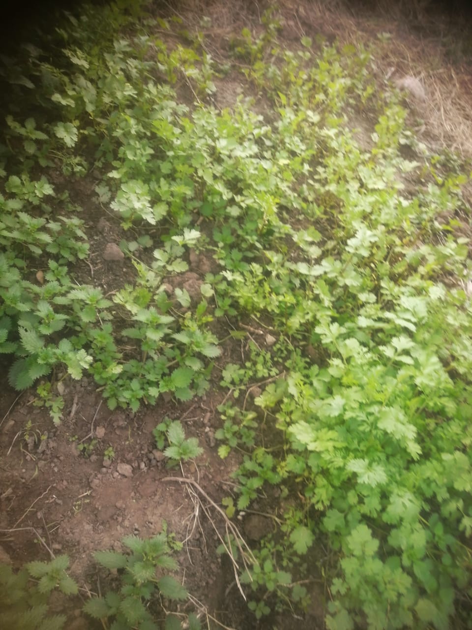 Lemon Balm_1