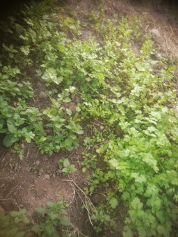 Lemon Balm
