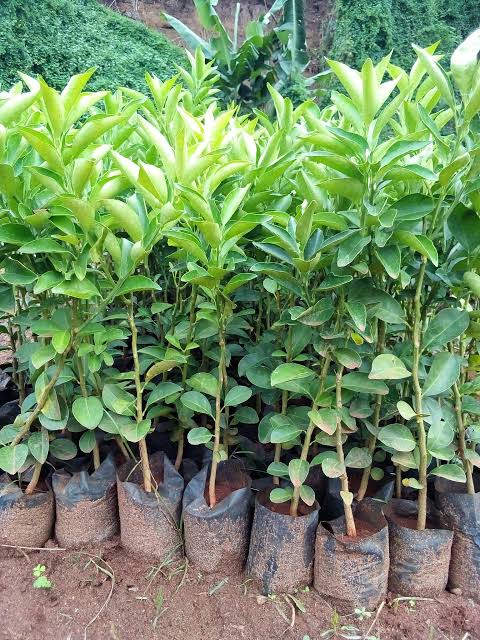 Pixie Orange Seedlings_0
