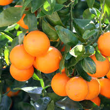 Pixie Orange Seedlings_1