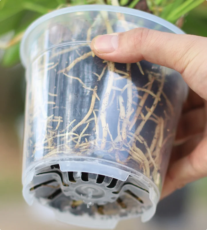 Clear Round Plant Pots_2
