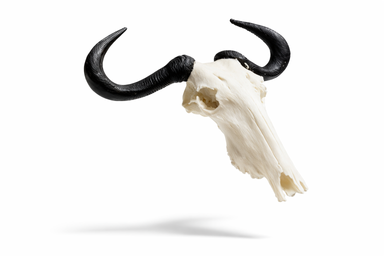 Cutlery Rest Animal Skull Blue Wildebeest