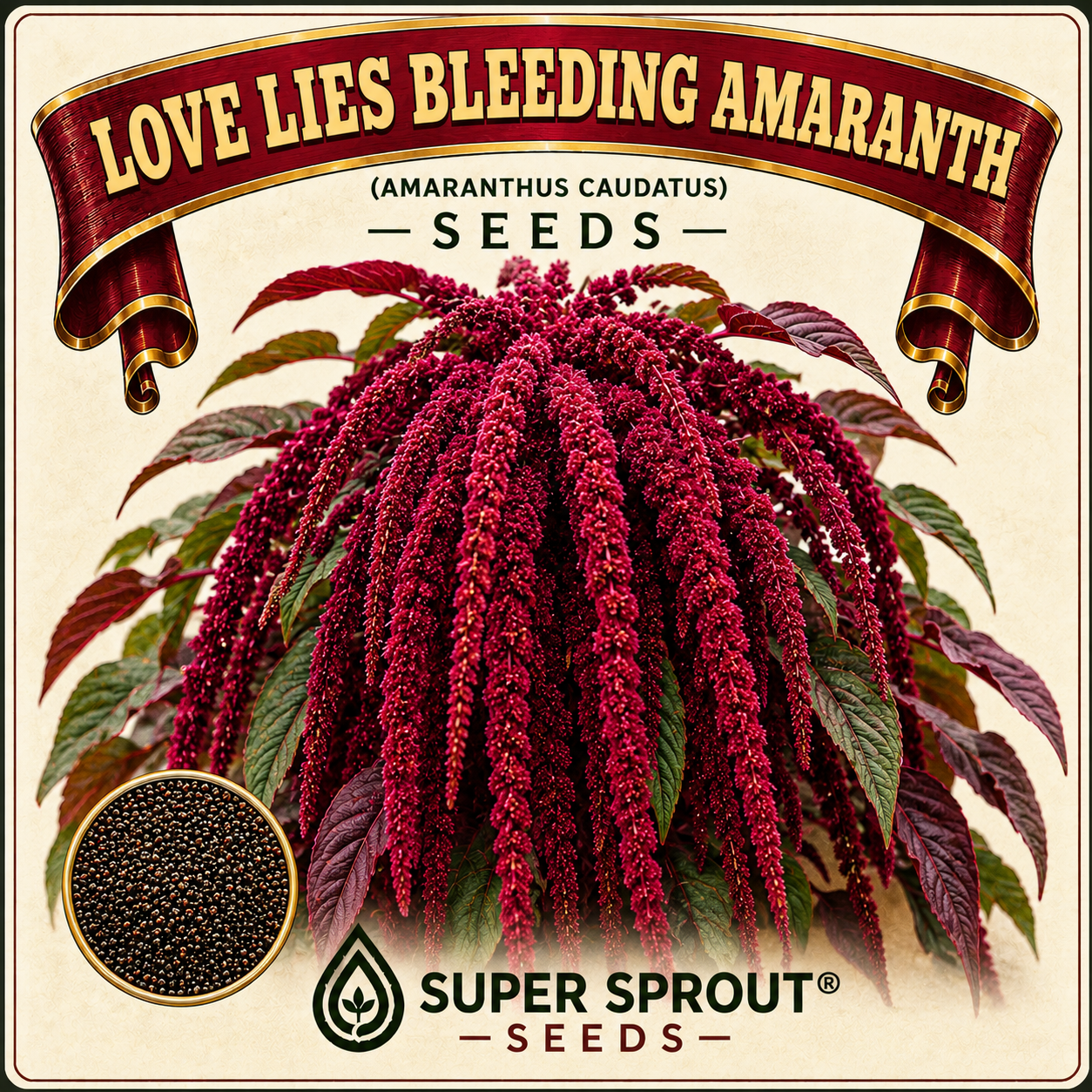 Love lies bleeding Amaranth x 50 seeds 