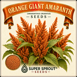 Amaranth combo pack x 3 packs