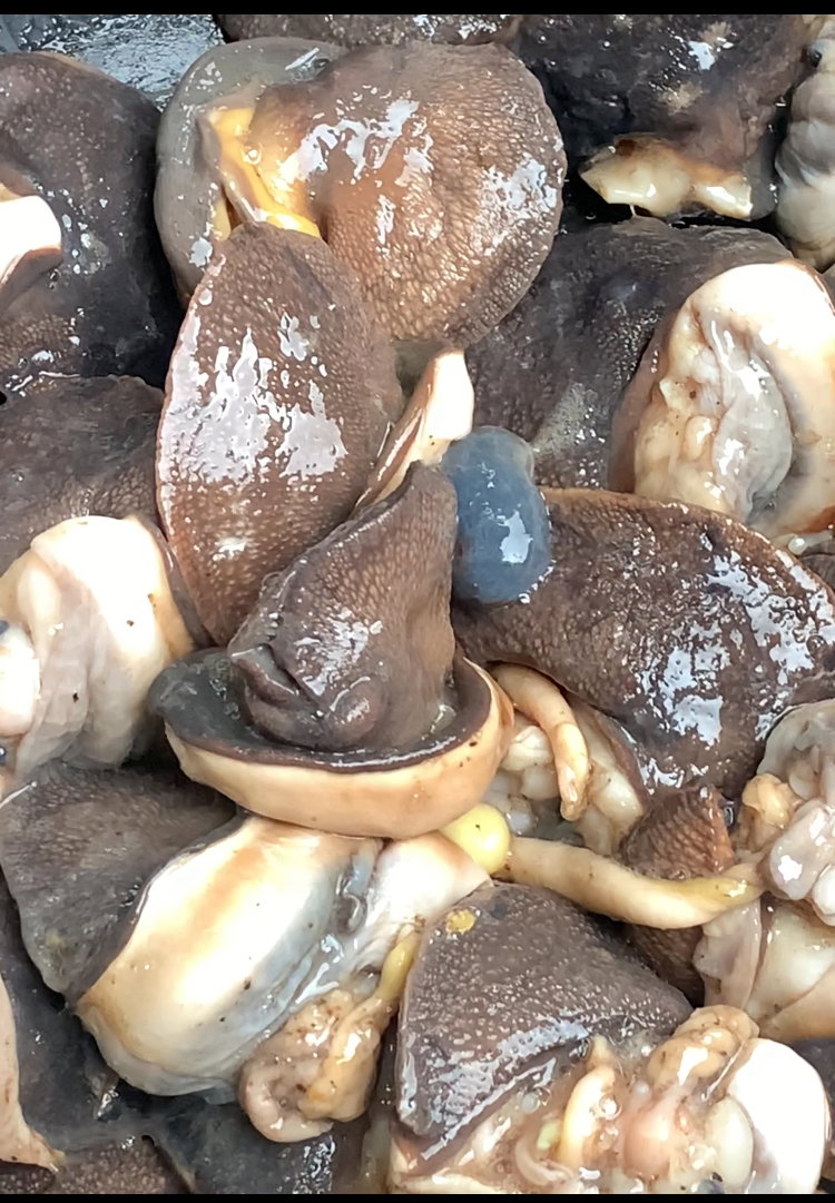 Premium Oven-Dried African Giant Snails (Ready to Cook)_1