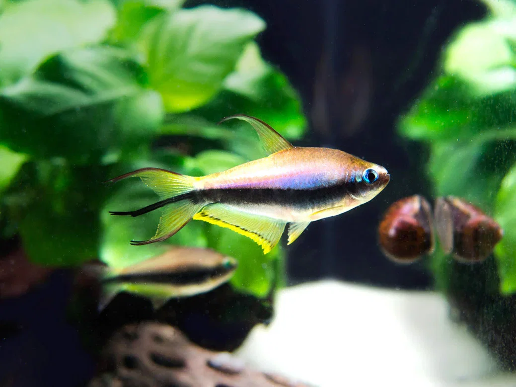 TETRA EMPEROR_0