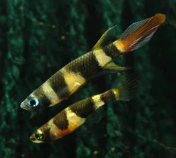 Clown Killifish or Banded panchax