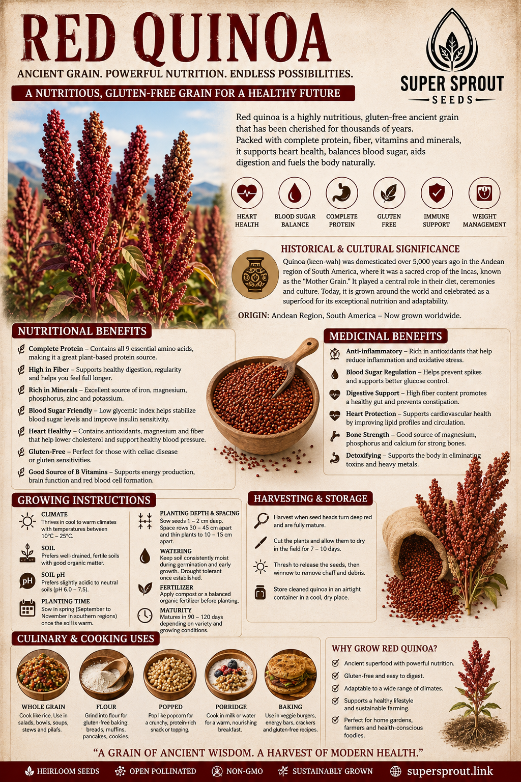 Red quinoa x 50+ seeds _3