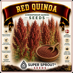 Red quinoa x 50+ seeds 