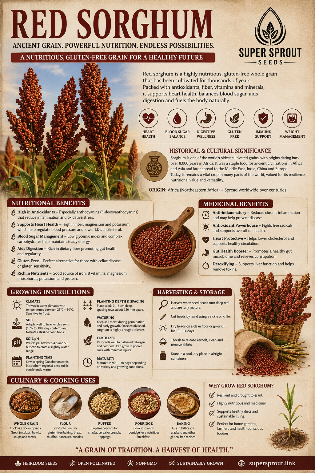 SORGHUM RED x 50 seeds_2