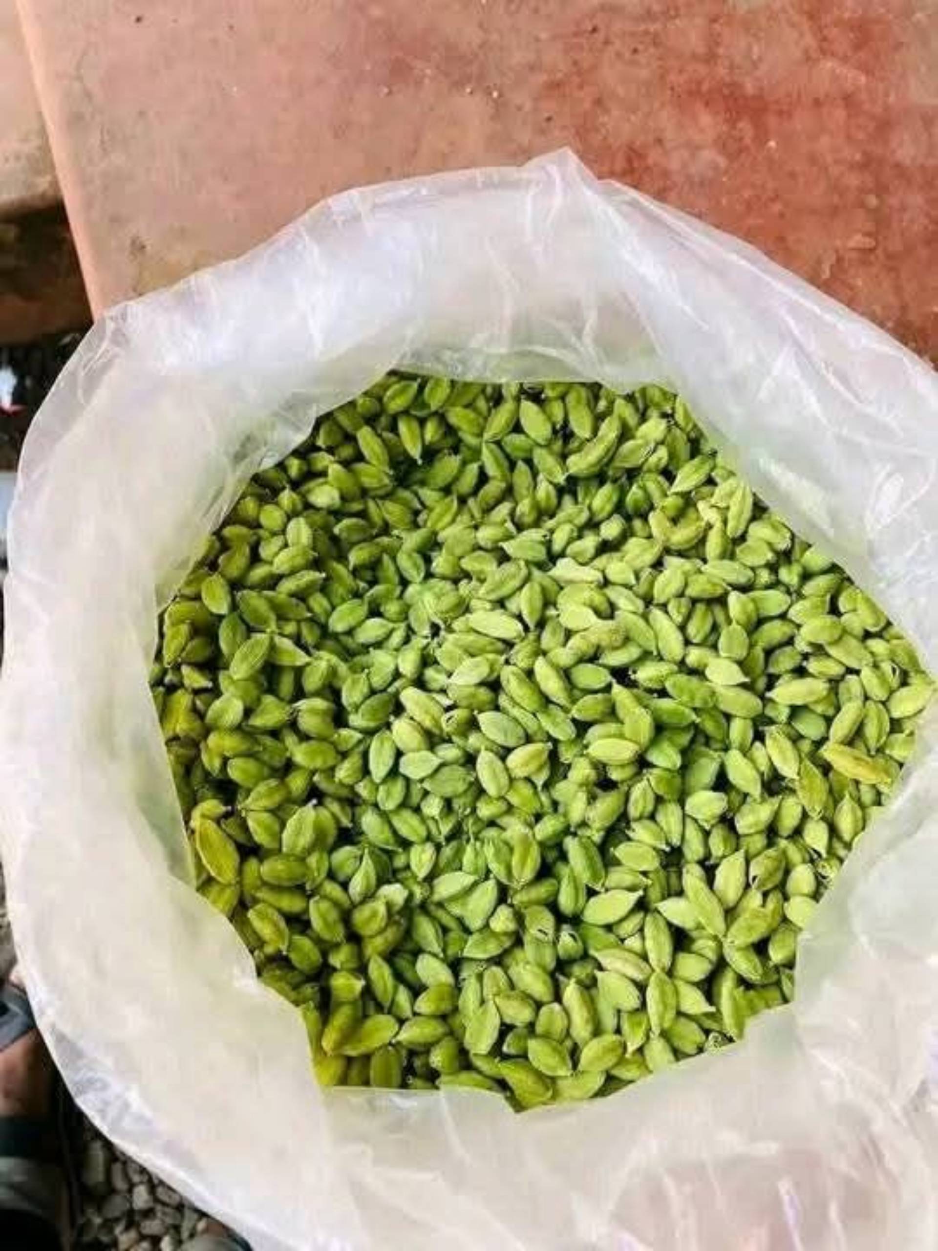 Green cardamom_0