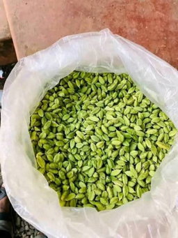 Green cardamom