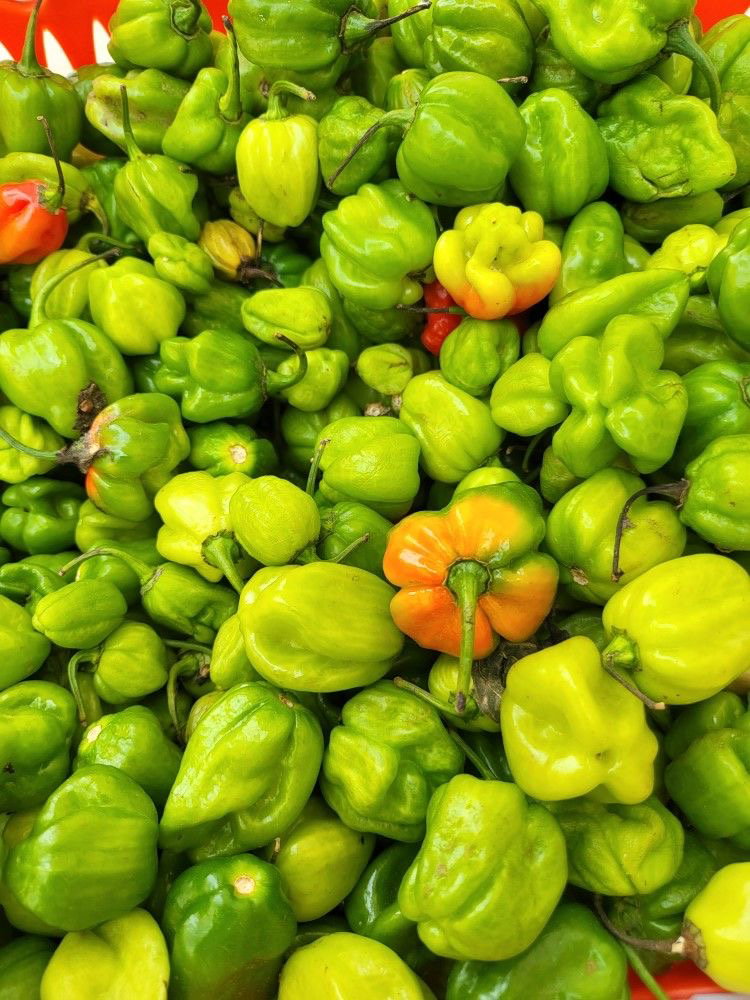 Pepper _0