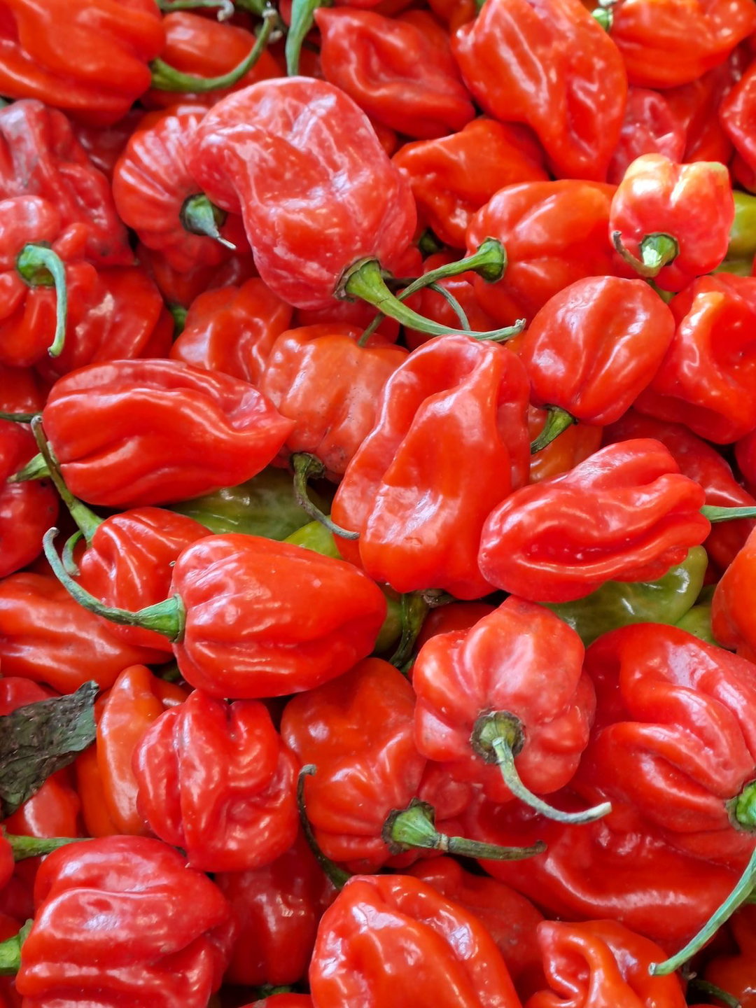 Red pepper 