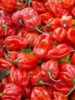 Red pepper 