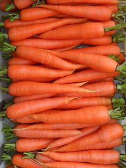 Local carrots 
