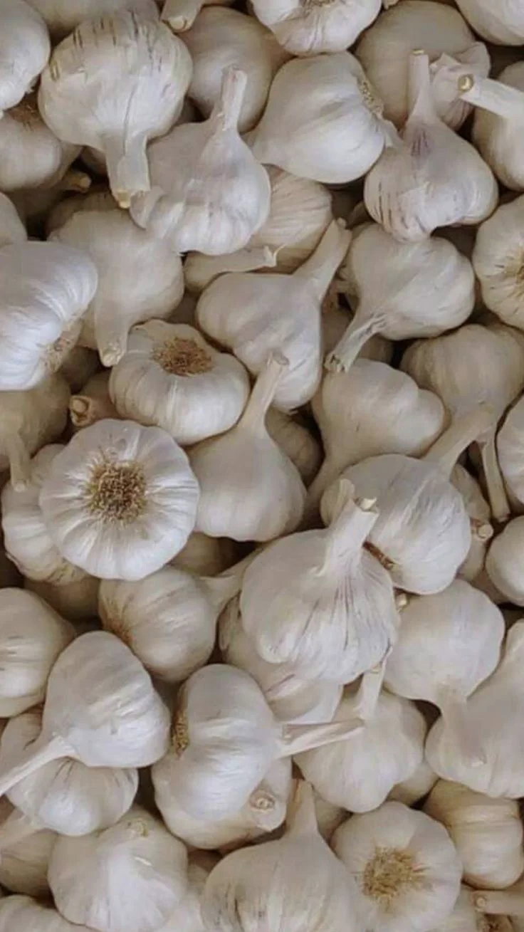 Garlic_0