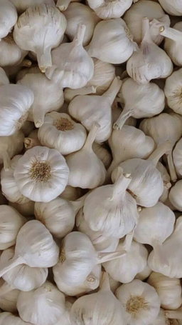 Garlic