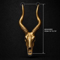 Springbok Skull Door Knob     
