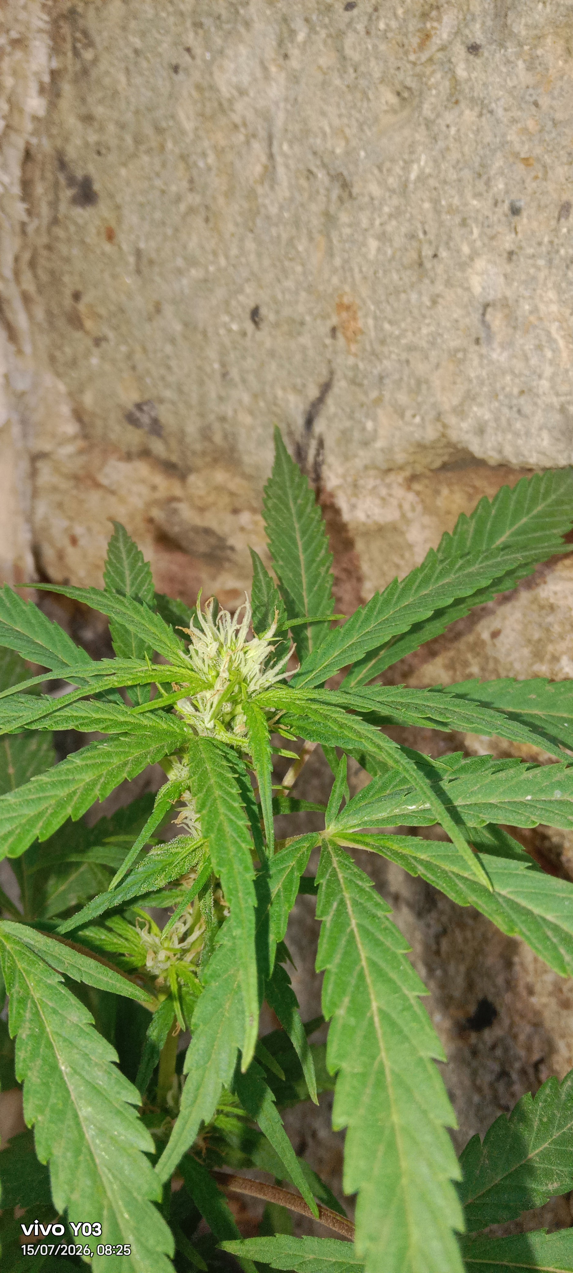 Smokies _1
