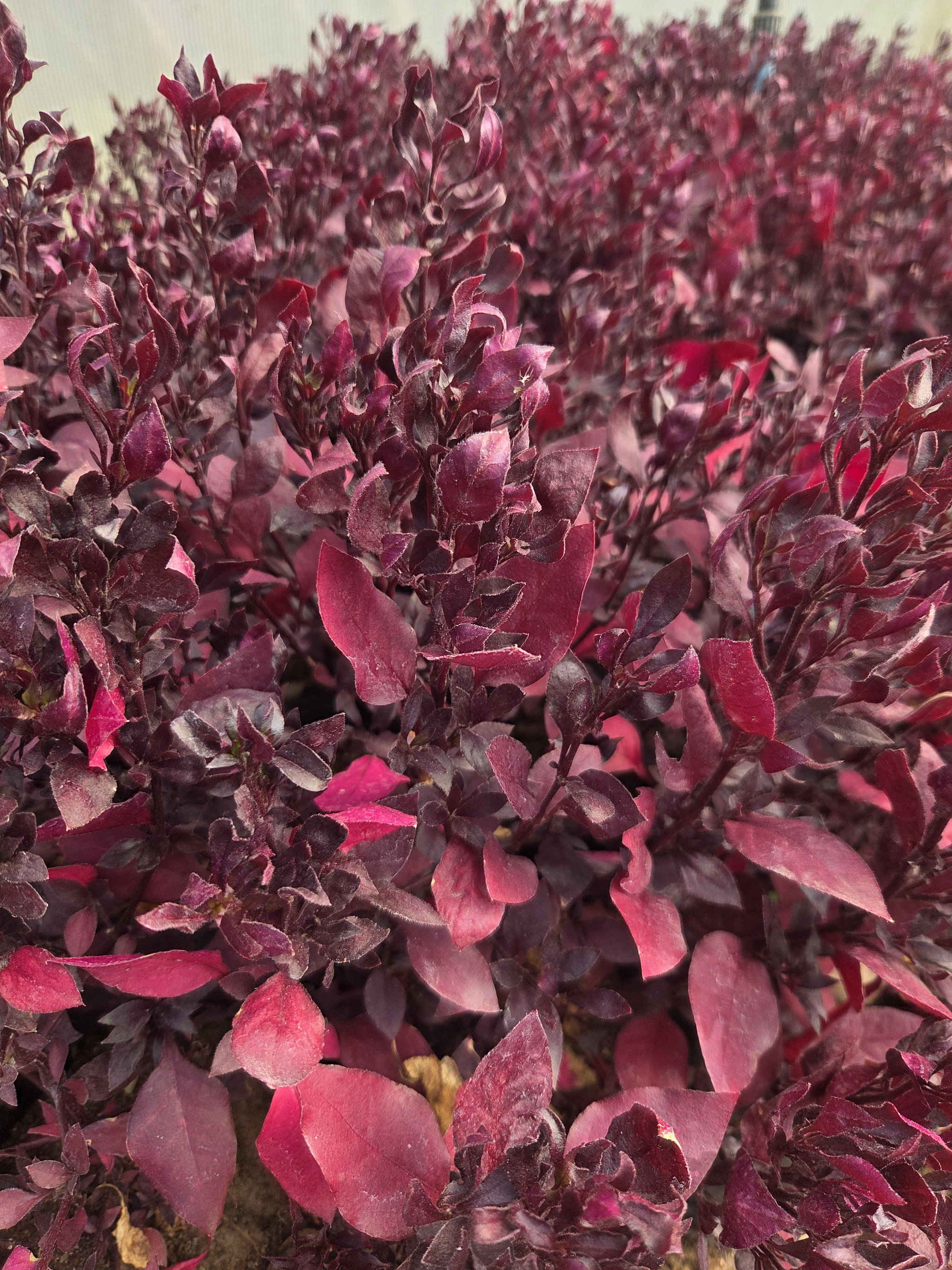 Red ruby_0