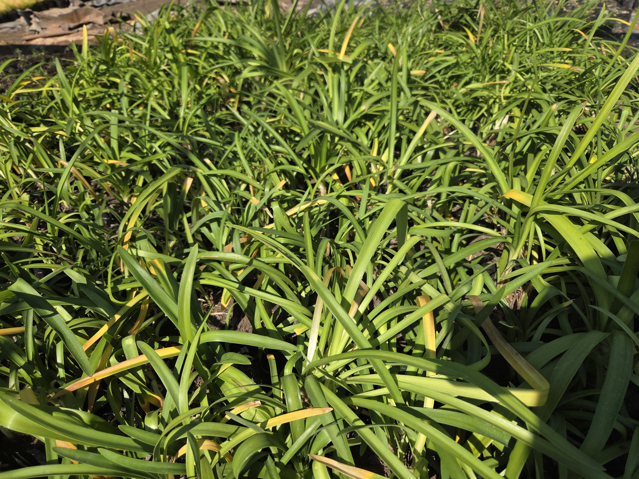 Agapanthus _0