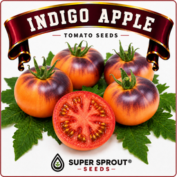 🍅INDIGO APPLE 🍅  x 10 organic seeds