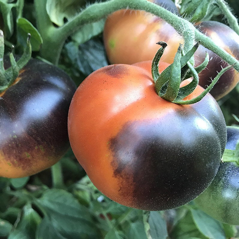 🍅INDIGO APPLE 🍅  x 10 organic seeds_2