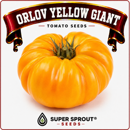 ORLOV YELLOW GIANT TOMATO x 10 seeds