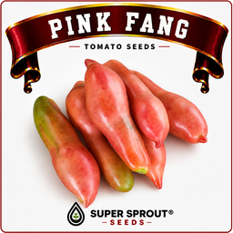 🍅TOMATO PINK FANG🍅 x 10+ organic seeds