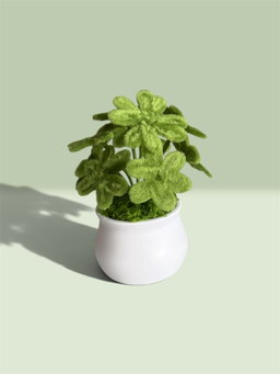 Lucky Clover in White Pot
