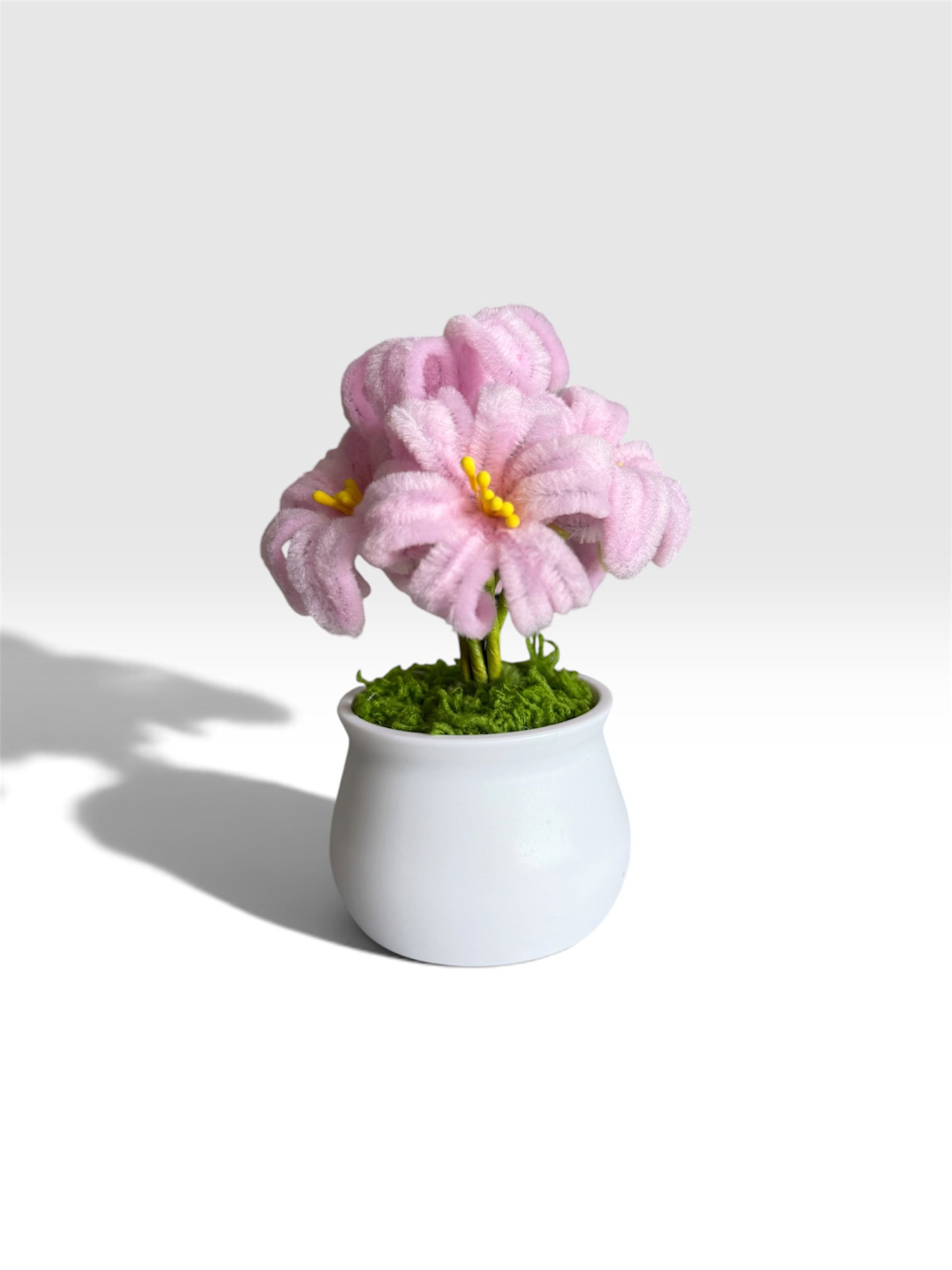 Pink Hyacinth in White Pot_0