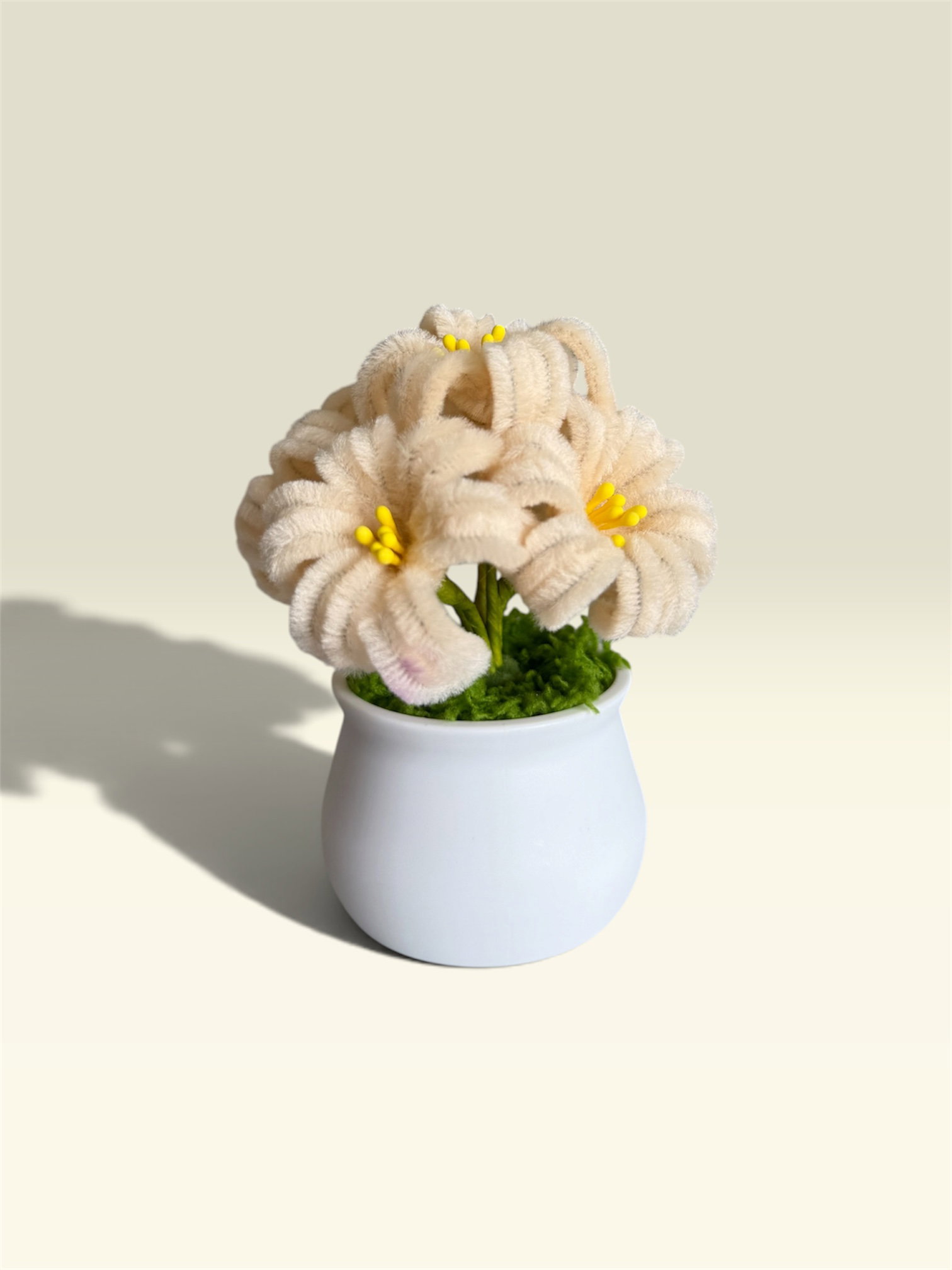 Beige Hyacinth in White Pot_0