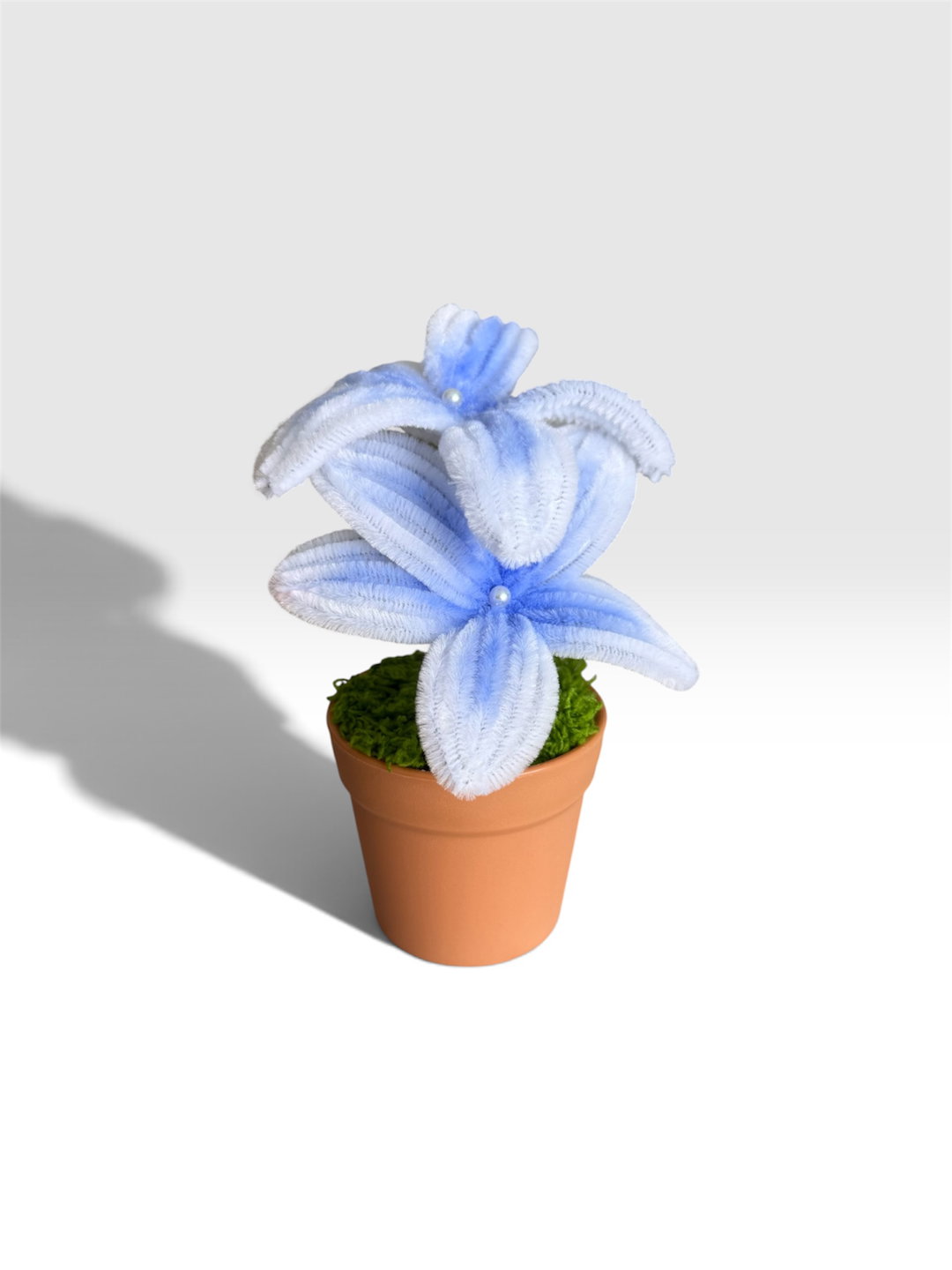Blue Frangipani in Brown Pot