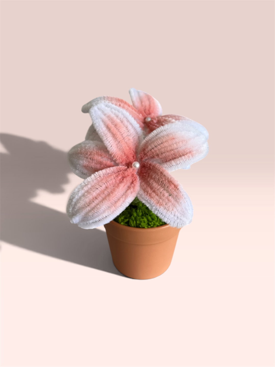 Pink Frangipani in Brown Pot