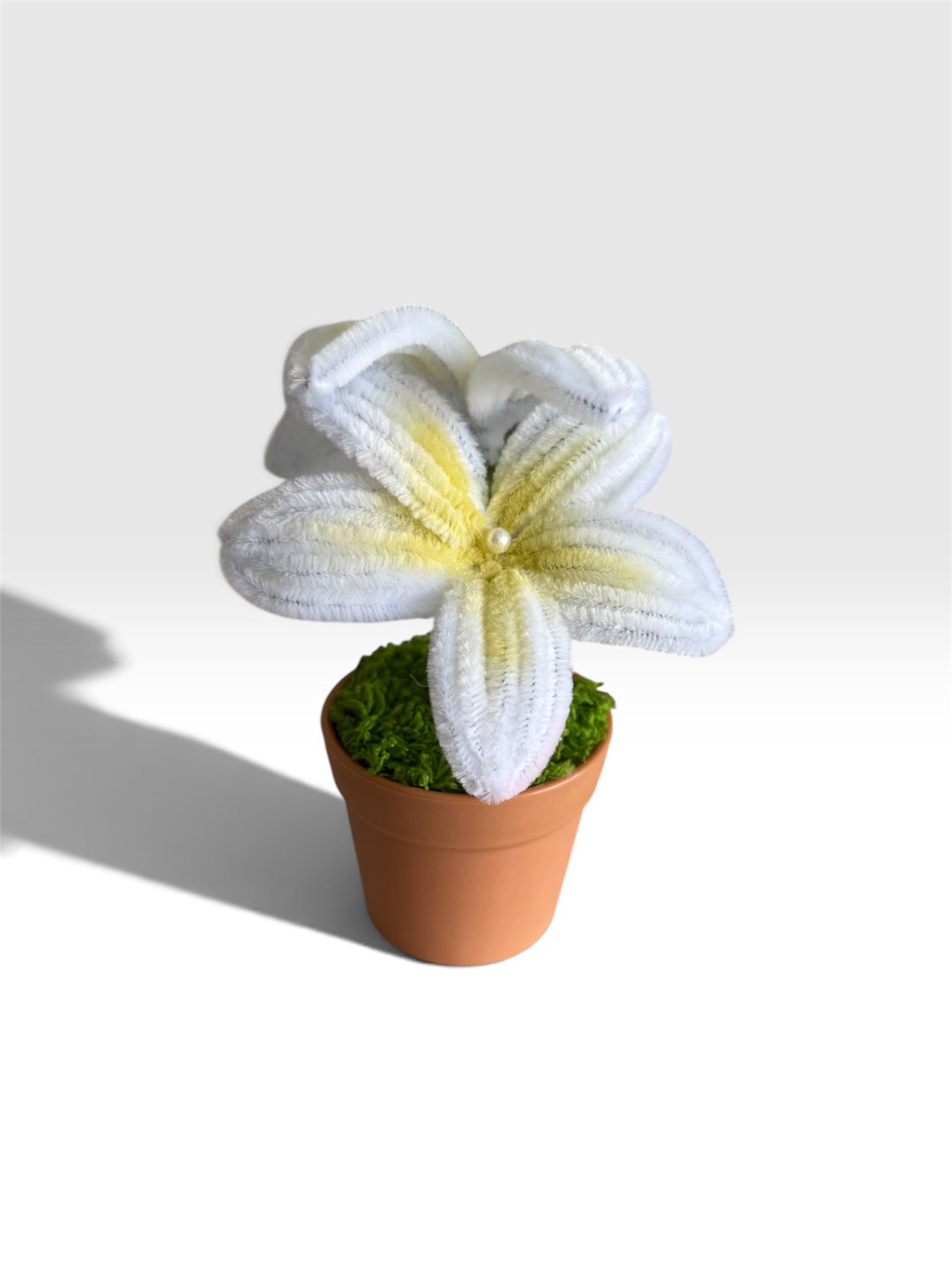 Yellow Frangipani in Brown Pot