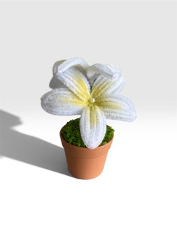 Yellow Frangipani in Brown Pot