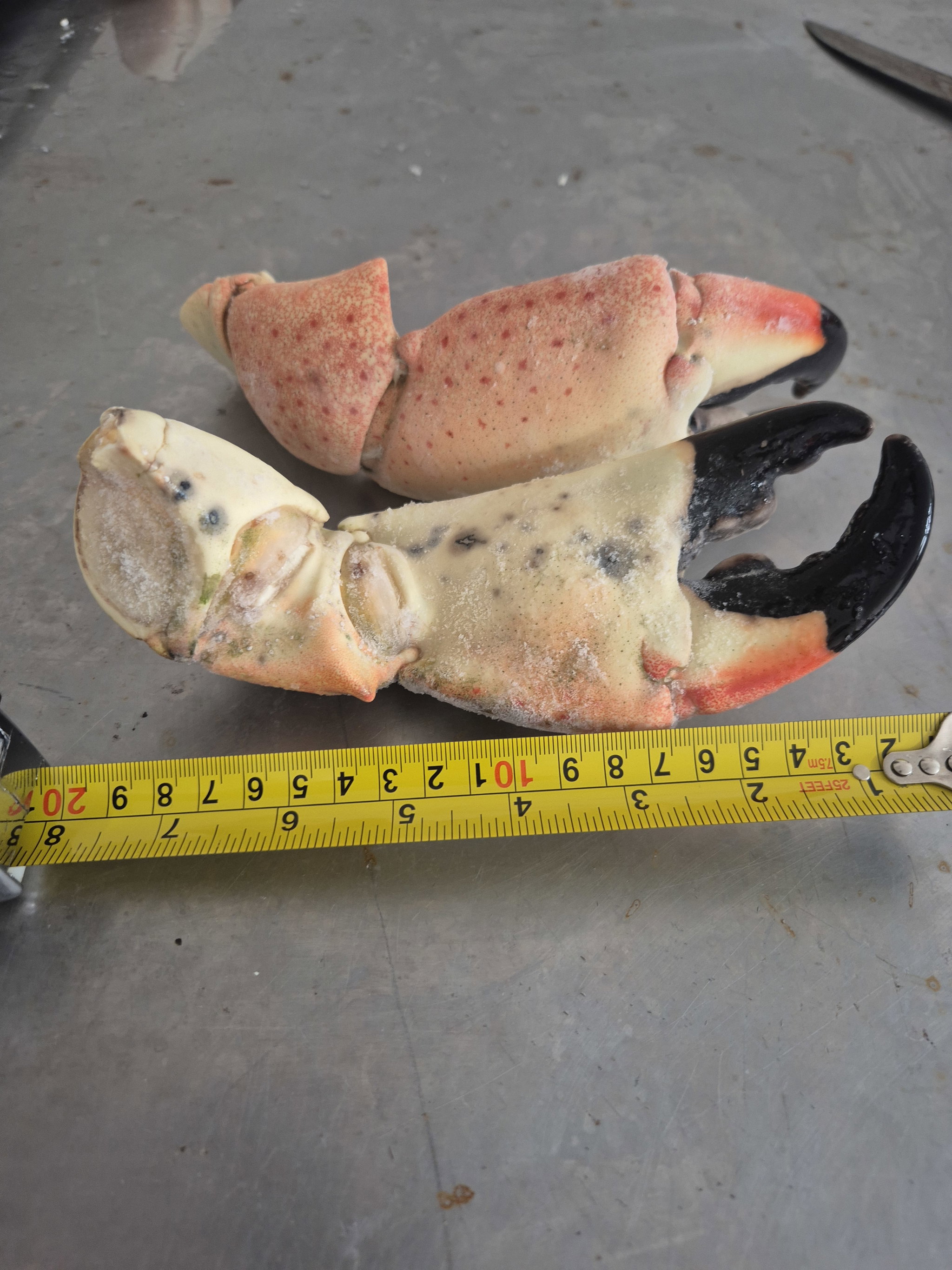 Colossal Stone Crab Claws (5 lbs)_1