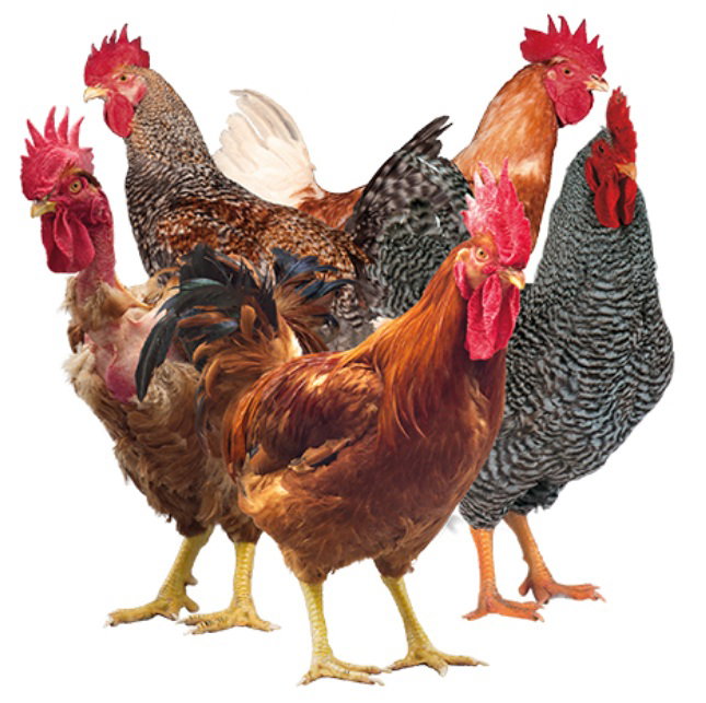 Native Chicken (Live Wt.)   _0