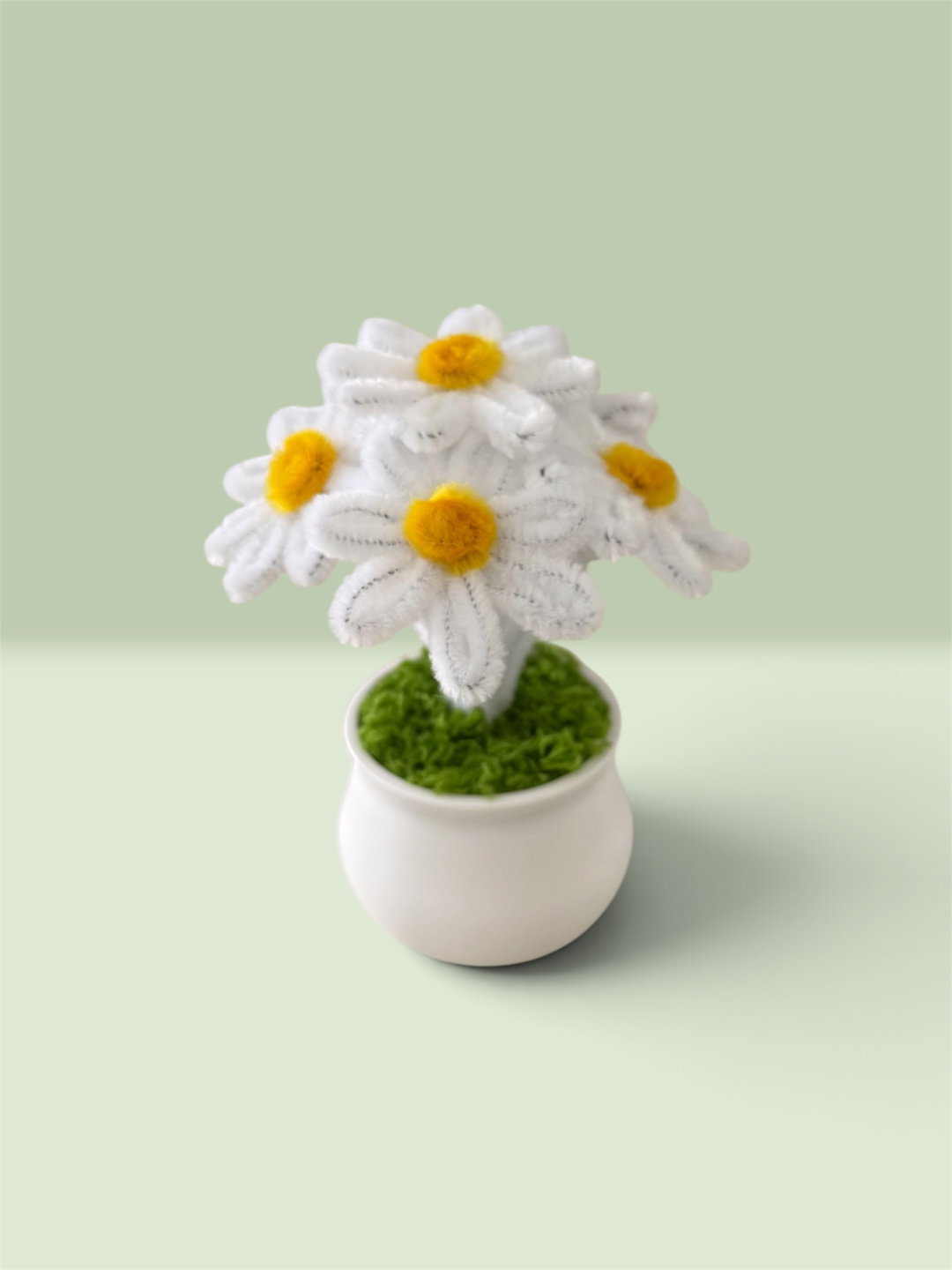 White Daisies in White Pot