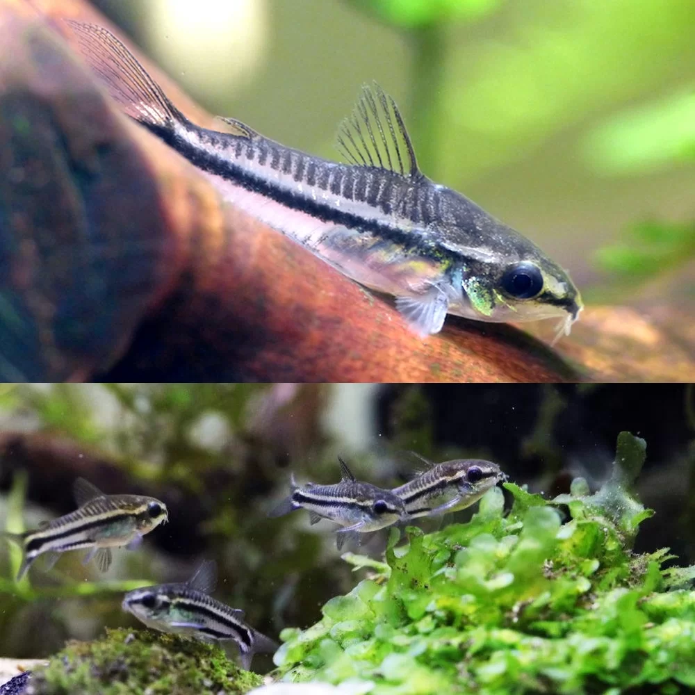 Pygmy Corydoras_1