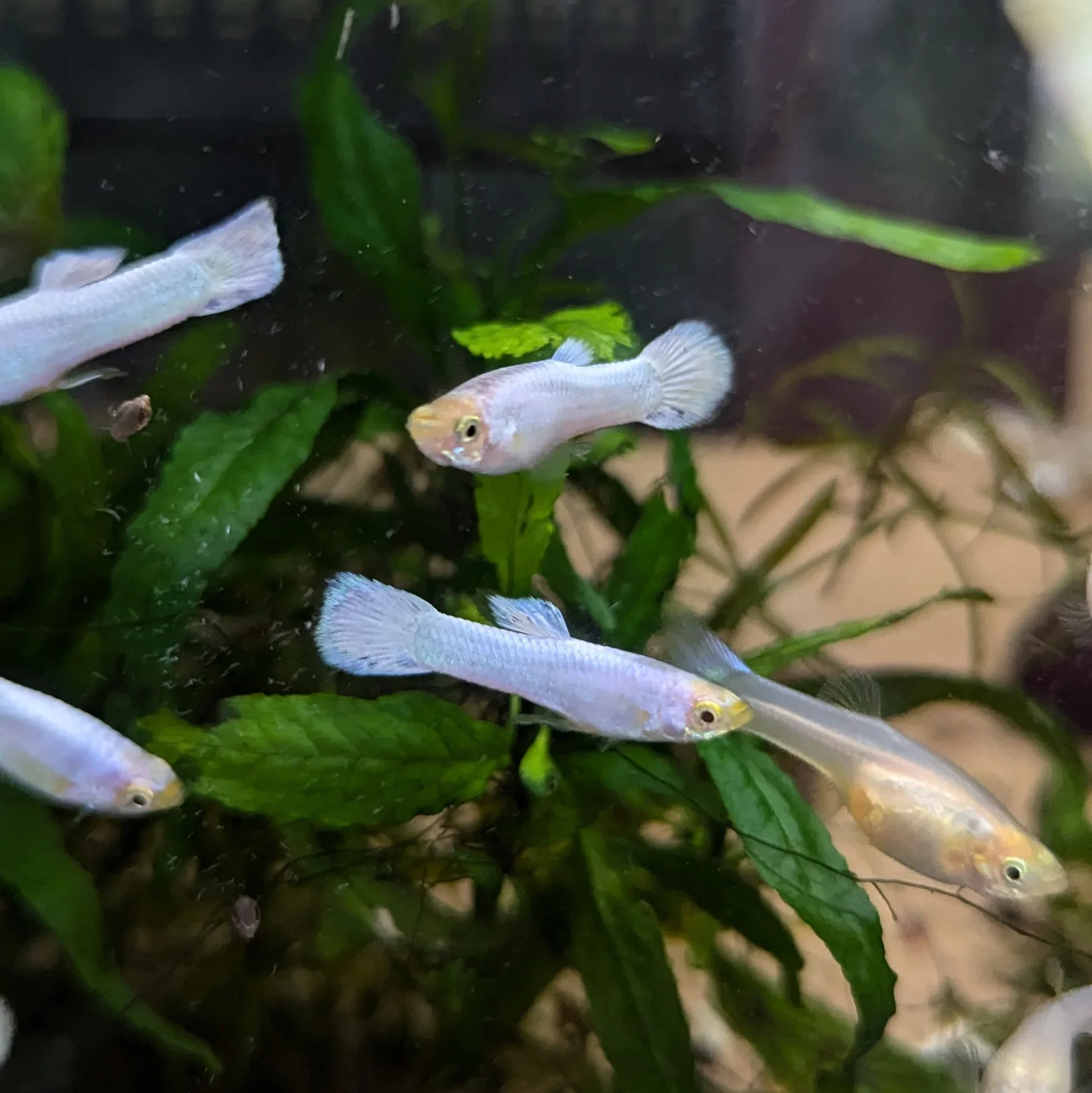 Snow White Guppies (Poecilia reticulata)_0