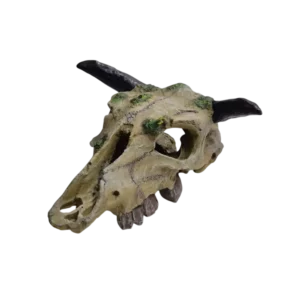 Cow Skull