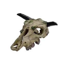 Cow Skull