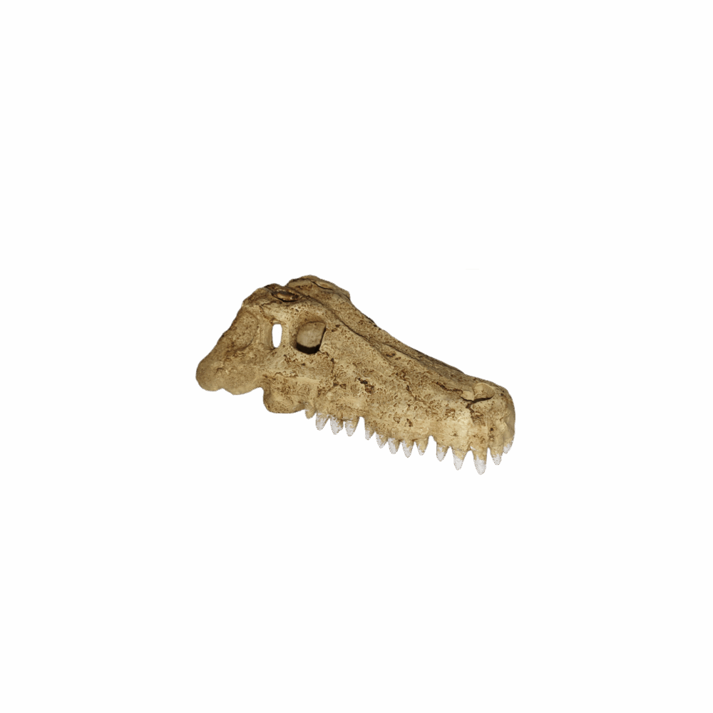 Crocodile Skull Hide_1