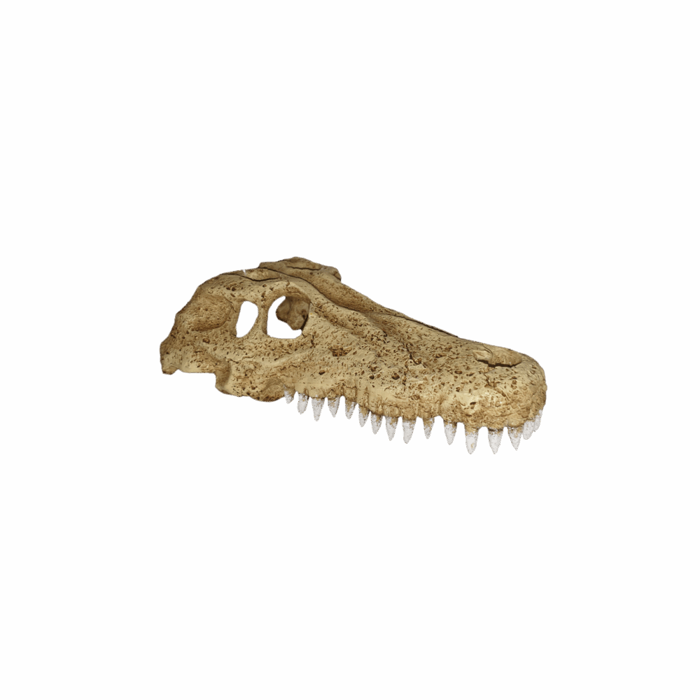 Crocodile Skull Hide_2