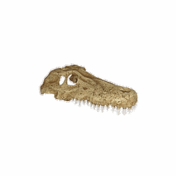 Crocodile Skull Hide